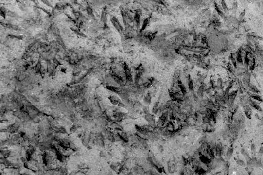 Multiple raccoon tracks are imprinted in wet, muddy ground.