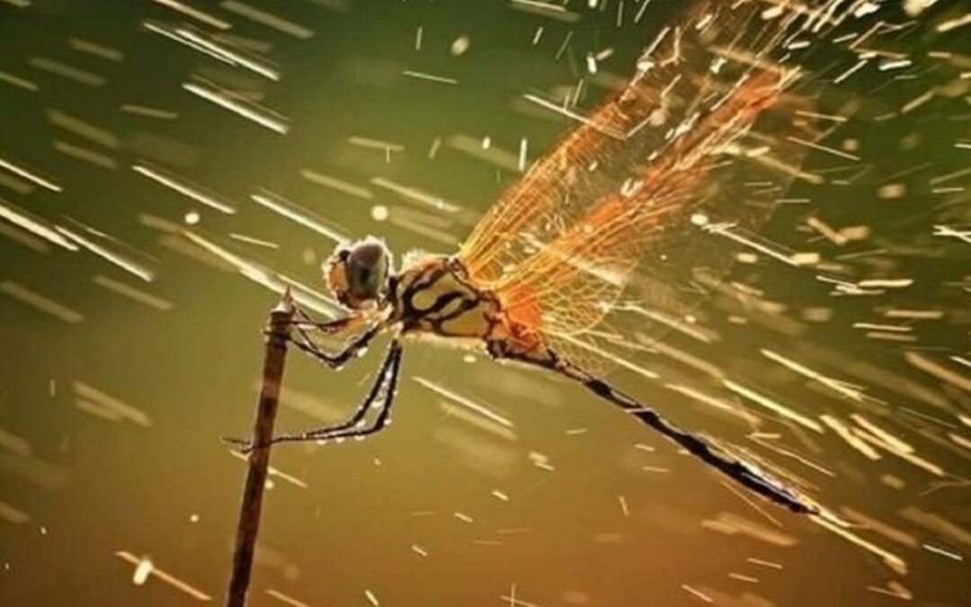 Survive and Thrive in a Volatile Economy– for Writers & Artists with a bonus list for Vegans