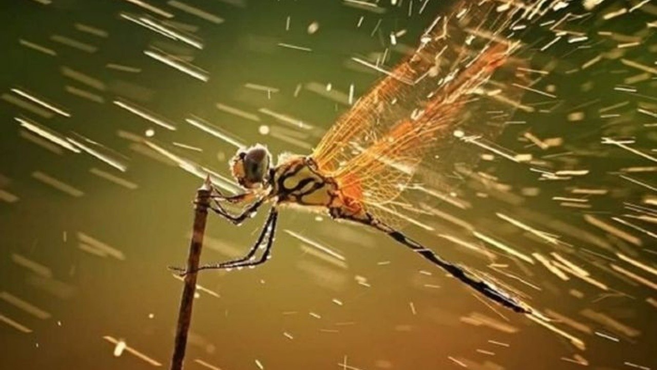 A dragonfly with transparent wings clings to a stick as rain falls, creating a blurred effect against a greenish-yellow background.