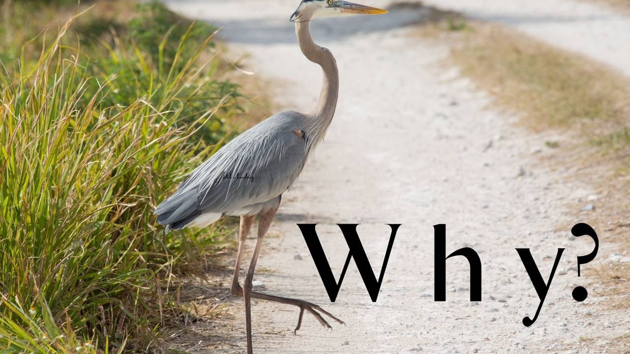 A heron stands on a gravel path next to grass. The word "Why?" is overlaid in bold letters.