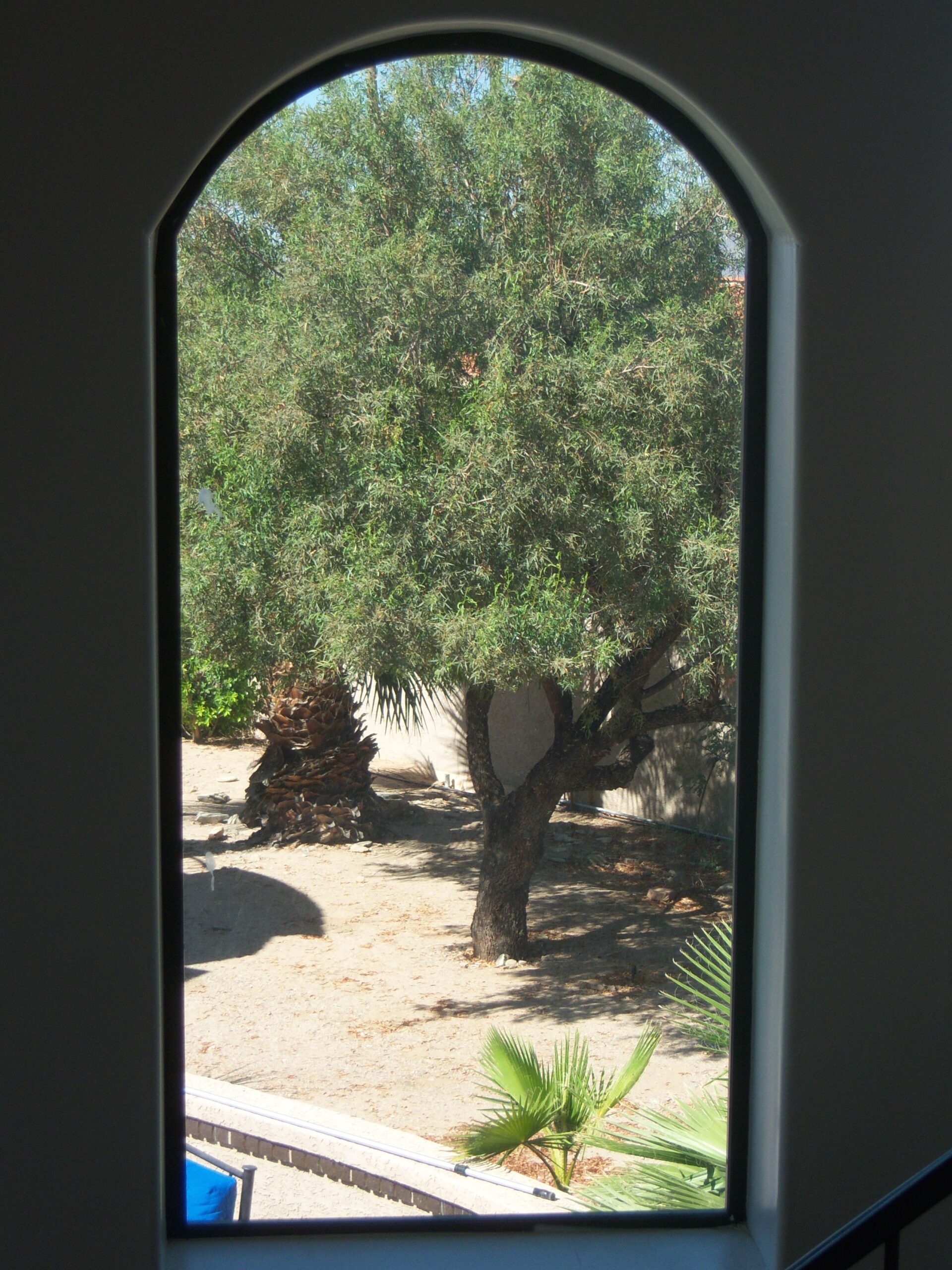 View through an arched window showing a tree and sandy ground outside, with some green foliage and a partial wall visible in the background.