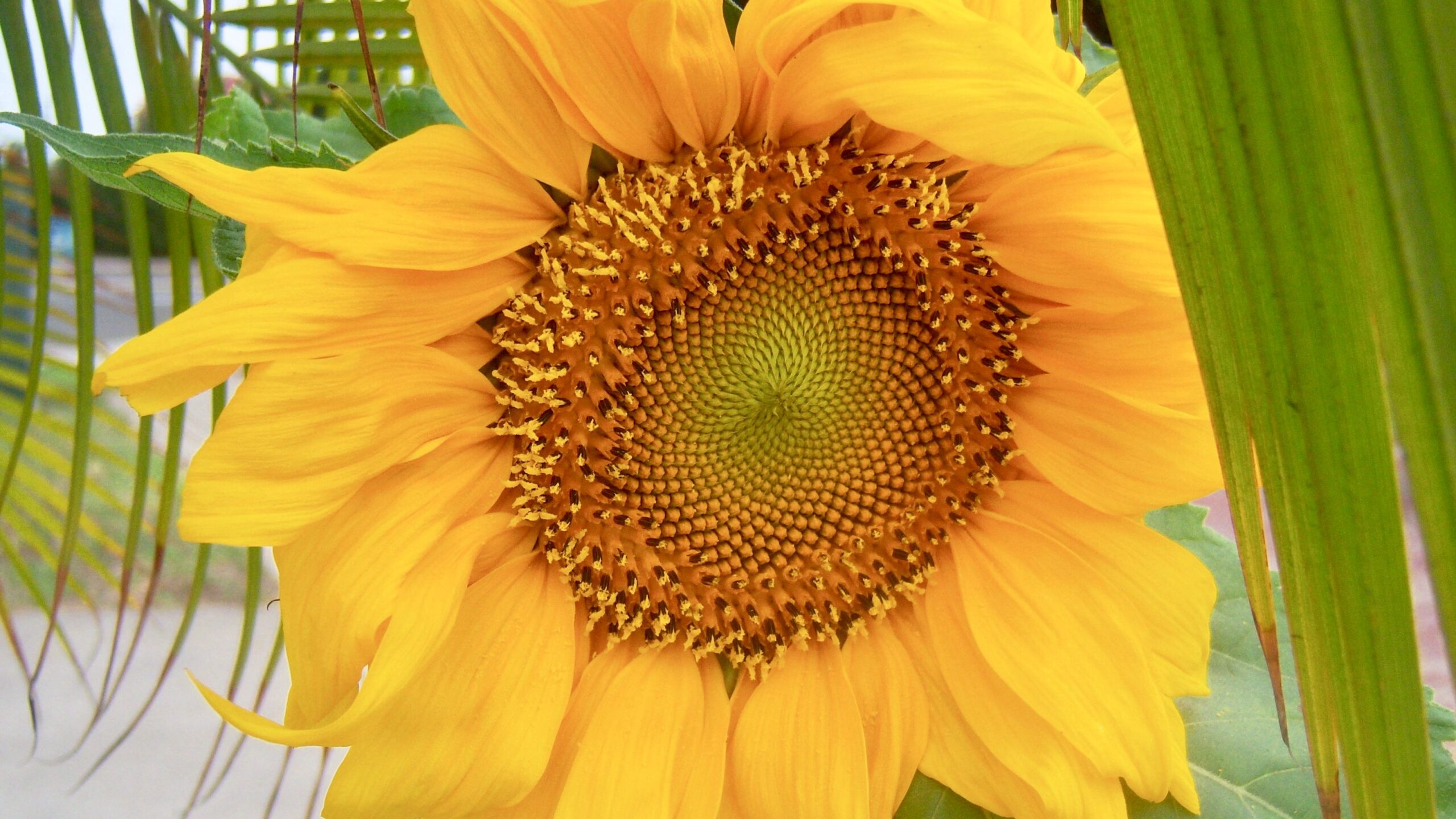 Close-up of a sunflower with bright yellow petals and a spiraled seed pattern in the center, partially surrounded by green leaves.