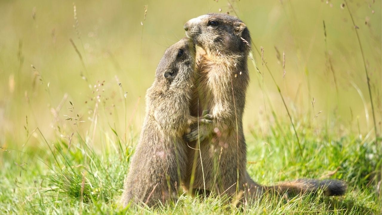 Two marmots stand on their hind legs facing each other in a grassy field.